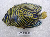 藏品(條紋蓋刺魚)的圖片